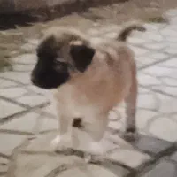 توله سگ ماده