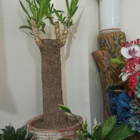 سلام . تمامی برند های آپارتمانی در همه سایز گلدانی|گل و گیاه طبیعی|تهران, پردیسان|دیوار