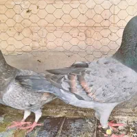 طاووسی با جوجه کفتر