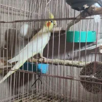عروس هلندی یا گرینجگ یا کوتوله