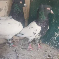 کله سیاه درشت|پرنده|بناب, |دیوار