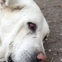 علاقه مند به همکاری در درمانگاه  دامپزشکی