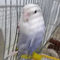 طوطی برزیلی