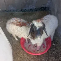 بره نر در ملکشاهی