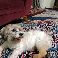 واگذاری رایگان