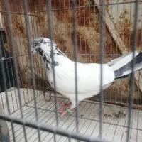 کفتر پرشی فروش و معاوضه با کفتر کشتنی|پرنده|یزد, |دیوار