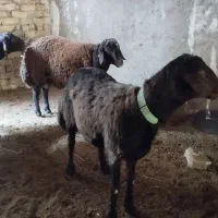 همو هترو|حیوانات مزرعه|کاشان, کوی اداره گاز|دیوار