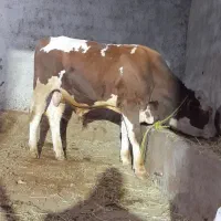 فروش گوساله نر