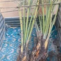 دیمیت نخل کبکاب