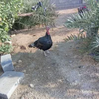 یک جفت بوقلمون با شش جوجه