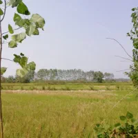 ۲۵۰۰ متر زمین سنددار با آب دائم ،نزدیک شهر