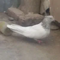 کفتر کله ای