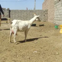 بزالپاین سانن