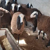 بره ماده شال