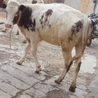 گوساله ماده نژاد  مونت بیلیارد