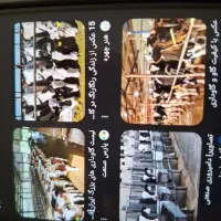 کارگر گاوداری