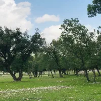 زمین باغشهر سیاخ با سندتک برگ