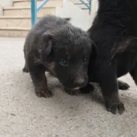 واگذاری سگ ژرمن شپرد|سگ|تهران, شهرک طالقانی|دیوار