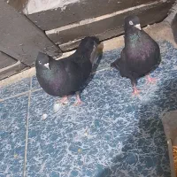 کبوتر ذاغ آبادانی