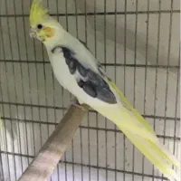 عروس هلندی (کلاچای)