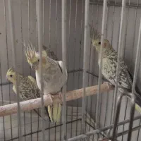 جوجه عروس هلندی 5ماهه تاج پرنسی گلباقالی|پرنده|اسلام‌شهر, شهرک الهیه|دیوار