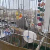 عروس هلندی نرماده