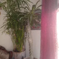 نخل ماداگاسکار ونخل مرداب|گل و گیاه طبیعی|پردیس, فاز ۱|دیوار