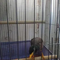 مینا|پرنده|قرچک, پویینک|دیوار