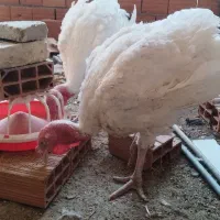 بوقلمون نر سنگین وزن