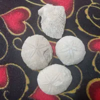 فروش 4عدد فسیل ستاره دریایی و صدف