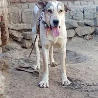 عراقی هشت ماهه