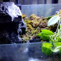 آکواریوم ، پالوداریم|ماهی|قم, شهرک توانیر|دیوار