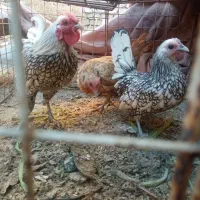 مرغ وخروس مینیاتوری