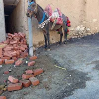 اسب ماده  قاطر|اسب و تجهیزات اسب‌سواری|مریوان, |دیوار