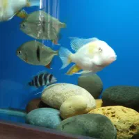 یک جفت دالر بلک کلکسیونی اور سایز