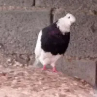 کبوتر طوقی و رنگی خورموج