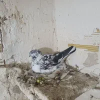 کبوتر