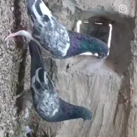 فروش یک جفت کبوتر کمانگر با یک نر چینا|پرنده|ایرانشهر, |دیوار