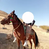 یک مادیون نژاد دار ترکمن ۴ سال