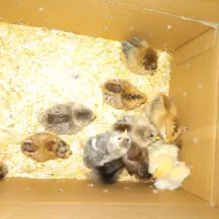 جوجه مرغ و خروس. بلدرچین خروس لاری|حیوانات مزرعه|خرمآباد, |دیوار