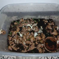 حلزون|خزنده|اصفهان, ارزنان|دیوار