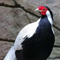 پرنده تزئینی سیلور