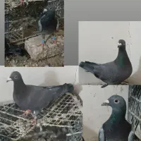 5عدد نر قلدور