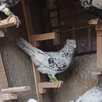 کبوتر بهبهانی