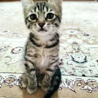 واگذاری بچه گربه