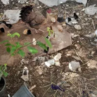 مرغ جوجه با خروس