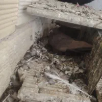 قیل وسرخ|پرنده|شهرضا, |دیوار