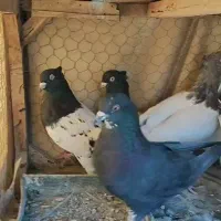 کبوتر کله ای|پرنده|مبارکه, |دیوار