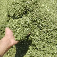 فروش فوری یونجه درجه یک (چین چهارم)|حیوانات مزرعه|کوهرنگ, |دیوار