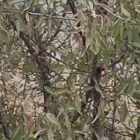 زمین باغی سند تک برگ سپیدار